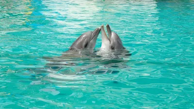 Фотографии Дельфины Подводный мир две Вода Животные