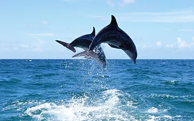 Обои дельфины, пара, дуэт, вода картинки на рабочий стол, фото скачать  бесплатно