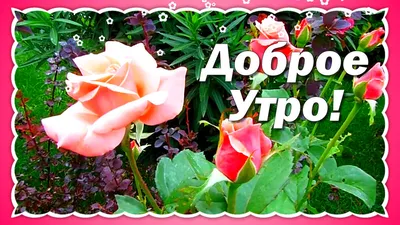с добрым днем пожелание на чувашском языке｜Поиск в TikTok
