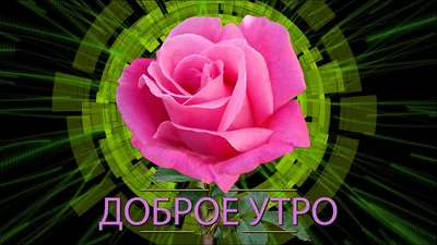 доброеутро #клипы2020 #рецепты #жизненно #кавказ #дагестан #цитата #п... |  TikTok