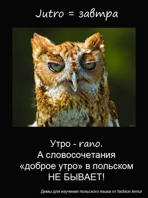 27 фраз о любви, восхищении и других эмоциях на польском языке - Новости