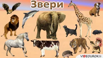 Конспект занятия «Животные Африки» (8 фото). Воспитателям детских садов,  школьным учителям и педагогам - Маам.ру