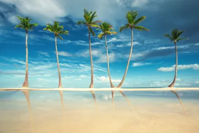 Обои на рабочий стол Кокосовые пальмы на белом песчаном пляже в Пунта-Кана,  Доминикана. Фотограф Валентин Валков, обои для рабочего стола, скачать  обои, обои бесплатно