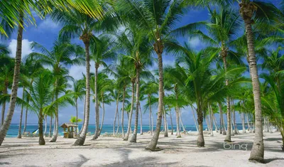 Обои на рабочий стол La Digue Island / Остров Ла-Диг, Сейшельские острова,  море, пляж, скалы, деревья, обои для рабочего стола, скачать обои, обои  бесплатно