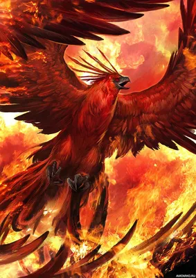 Большая красная птица феникс возрождается из огня — Фотографии на аву |  Mythical creatures art, Phoenix artwork, Phoenix bird art
