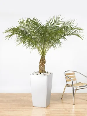 Финиковая пальма и уход за ней в домашних условиях
