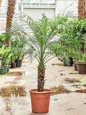 Купить Семена - Финиковая пальма Канарская, 5 шт. ❱❱ ТД Дарвин ❰❰❰
