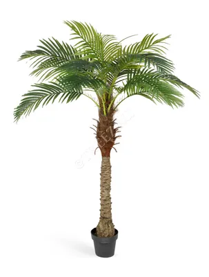 Финик Робелини (Финиковая пальма) H170 D30 см (4PHRORS81) - купить за 28  392 ₽ в интернет-магазине Гарден Гров