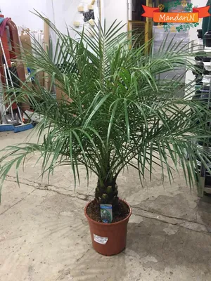 Финиковая пальма мини Элли Latex - купить в Москве | Интернет-магазин  искусственных растений Zeltta