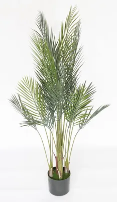 Финиковая пальма. Египет — Википедия