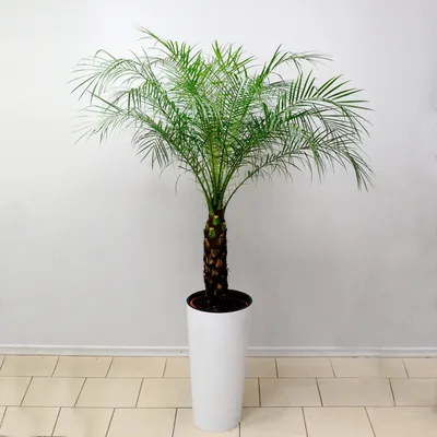 Финик Робелини (Финиковая пальма) H220 D48 см (4PHRORS41) - купить за 66  248 ₽ в интернет-магазине Гарден Гров