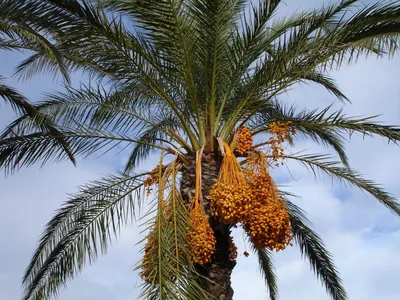 Финиковая пальма искусственная W65 H90 см (арт. 8EE424007) - купить за 11  073 ₽ в интернет-магазине Гарден Гров