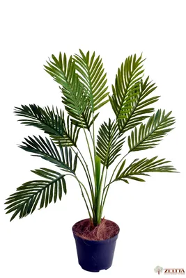 Финиковая пальма стоковое фото. изображение насчитывающей франция -  144509644