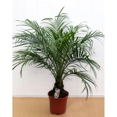 Финиковая пальма искусственная H180 D15 см (арт. 8EE417382) - купить за 28  595 ₽ в интернет-магазине Гарден Гров