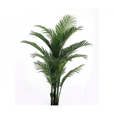Финиковая пальма - «Финиковая пальма, которую я всё же смогла прорастить из  косточки. Считаю, что это моя маленькая победа после всех мытарств.» |  отзывы
