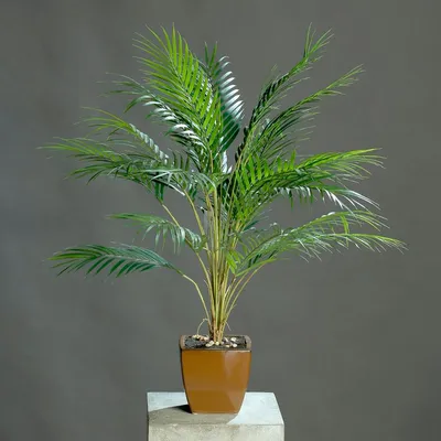 Финик Робелини (Финиковая пальма) H180 D40 см (4PHRORS97) - купить за 37  477 ₽ в интернет-магазине Гарден Гров