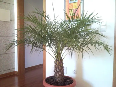 Финиковая пальма Гледис - купить в Москве | Интернет-магазин искусственных  растений Zeltta