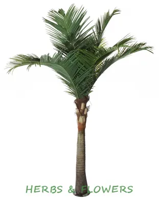 финиковая пальма в аренду