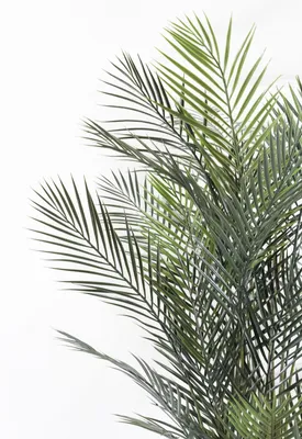 Финиковая пальма. Можно ли вырастить в нашем климате? | Мой сад | Дзен