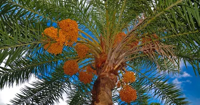 Финиковая пальма канарская | продажа в Украине