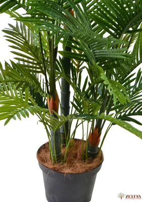 Финиковая пальма в парке летом Стоковое Изображение - изображение  насчитывающей зеленый, вечнозеленый: 141902963