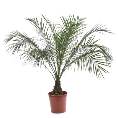 IRNA Pусский - Финиковая пальма — невеста тропических деревьев