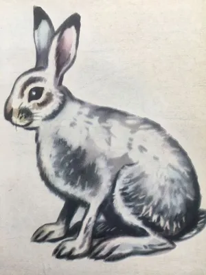 белый кролик с большими ушами PNG , кролик, заяц, прозрачный фон PNG  картинки и пнг рисунок для бесплатной загрузки