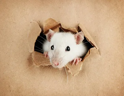 Вытынанка крыса (38 фото) - фото - картинки и рисунки: скачать бесплатно