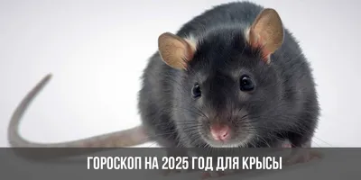 Трафареты крысы на Новый год на окно (более 70 шаблонов для вырезания) –  УЮТ В ДОМЕ