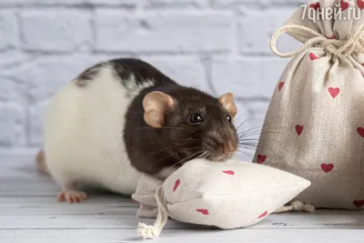 Год крысы - в чем встретить, что подарить, как украсить дом - советы от  экспертов Winter Story
