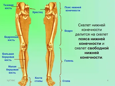 Голенианатомия Мышц — стоковые фотографии и другие картинки Икра - нога  человека - Икра - нога человека, Мускулистый, Анатомия - iStock