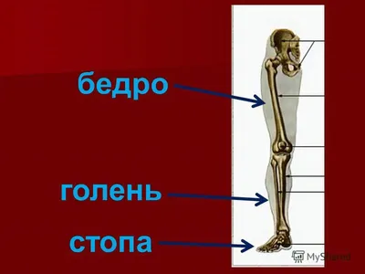 Перечень костей скелета человека — Википедия