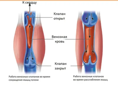 мышцы, мышечная анатомия научная сеть, картинка мышц ног фон картинки и  Фото для бесплатной загрузки