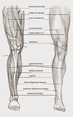 Talus Bone Of The Foot, Astragalus Or Ankle Bone, One Of The Tarsal Foot  Bones. Human Foot Anatomy. 3D Illustration Фотография, картинки,  изображения и сток-фотография без роялти. Image 189491029