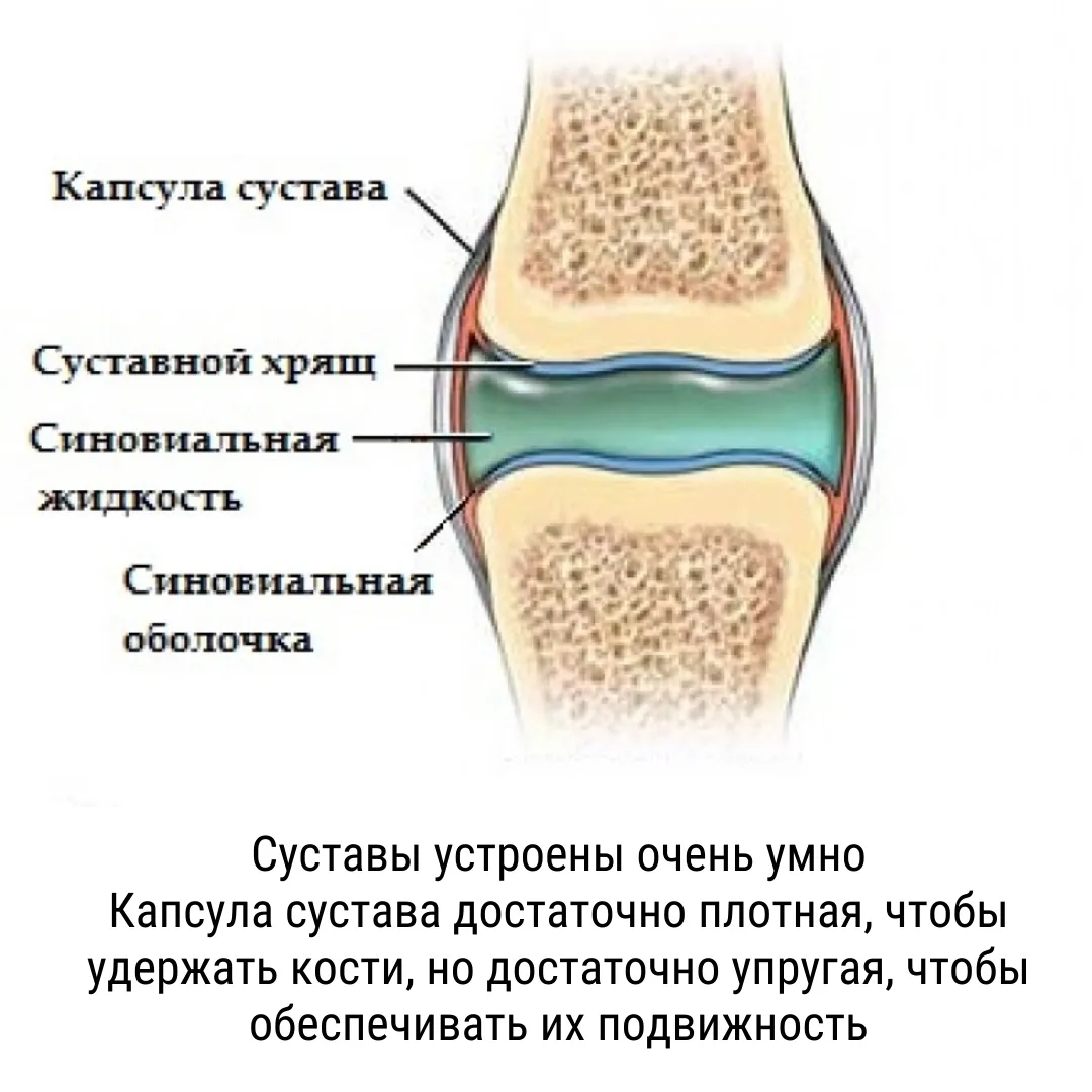 Синовиальная суставная жидкость. Синовиальная оболочка хрящ коленного сустава.