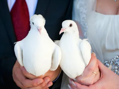 Свадебные голуби: как и зачем их выпускать