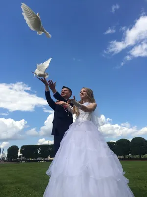 Красивые Свадебные голуби - 68 фото