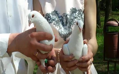 Свадебные голуби: как и зачем их выпускать