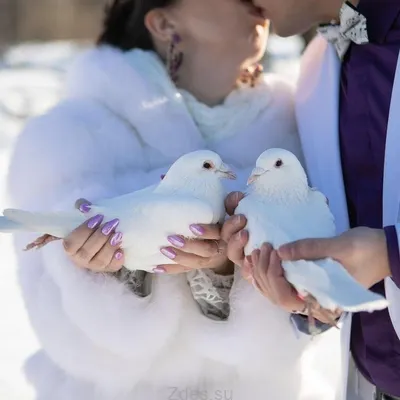 свадебный, голуби на свадьбу, выпускают голубей на свадьбе, свадебные голуби,  голуби пермь свадьба