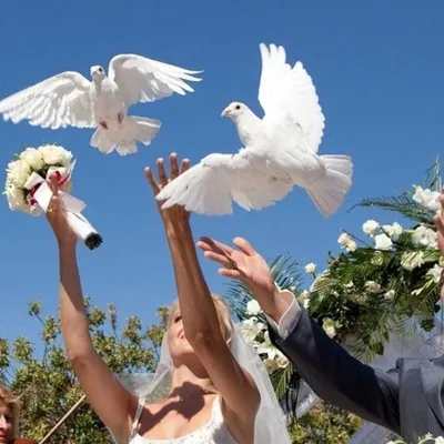 Голуби на свадьбе в руках молодые люди Стоковое Изображение - изображение  насчитывающей христианство, решетка: 85093747