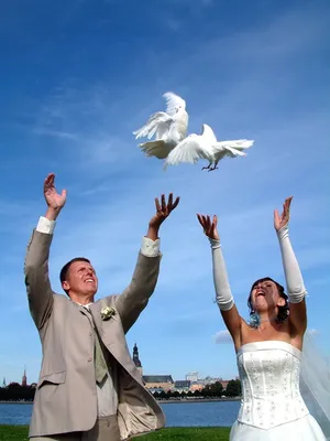 Белые голуби на вашу свадьбу. Традиция и цены. | Свадебный портал Совет да  Любовь