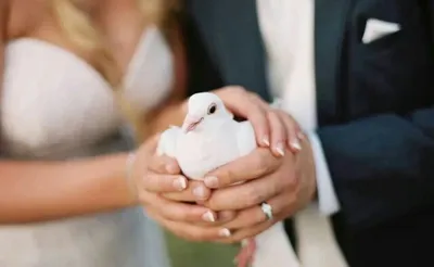 Голуби на Свадьбу 🕊 Якутск - Заказать запуск белых голубей на свадьбу,  юбилей или другое торжество