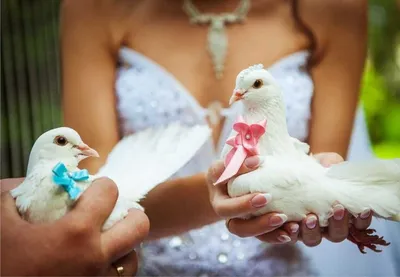 Заказать голубей на свадьбу. | 2dove.ru