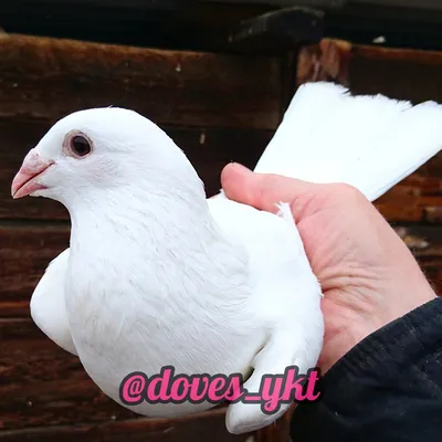 Белые голуби на свадьбу. Калининград. | ВКонтакте