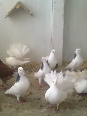 Аренда голубей на свадьбу в Зеленодольске | Голуби для свадьбы