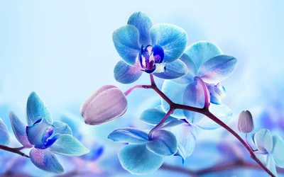 Обои для рабочего стола голубые Цветы Гортензия