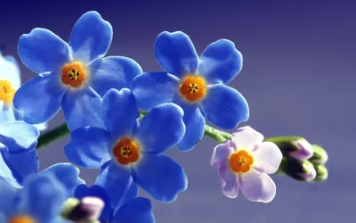 Обои для рабочего стола Орхидеи голубая Цветы воде Крупным 2042x1920
