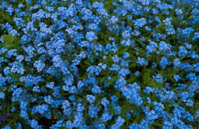 Фон рабочего стола где видно голубые цветы, макро, красивые обои на рабочий  стол, blue flowers, macro, beautiful wallpapers on your desktop