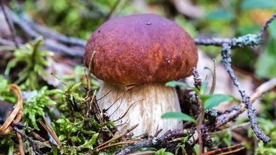 белый гриб Boletus Edulis также известный как подберезовик или пенни  булочка изолированные на белом фоне Фото Фон И картинка для бесплатной  загрузки - Pngtree