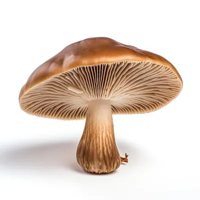 Акварельные грибы, нарисованная от руки иллюстрация изолированного лесного  растения на белом фоне. Лесные грибы для вегетарианских рецептов, упаковка  - Ozero - российский фотосток
